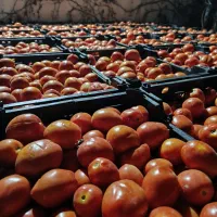 گوجه ترش ،توش بامادور