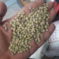 عدس|خوردنی و آشامیدنی|شباب, |دیوار