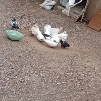 کفتر|پرنده|سیرجان, |دیوار
