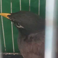 مرغ مینا