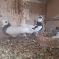 کبوتر|پرنده|قرچک, میرزائی شمالی|دیوار