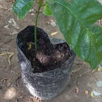 نهال انبه