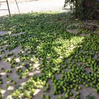 فروش کتک یا بر پر پشه به شرط