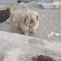 پاپی نر