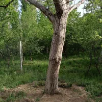فروش چوب درخت‌گردو