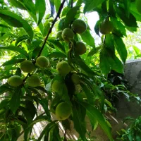 خونه باغ واقع در سیرجان چهار گنبد