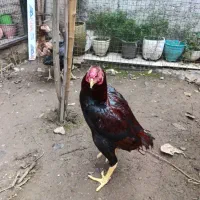 خروس لاری ۱۰ ماهه به شرط نسل