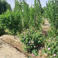 فروش زمین ۵۶۰ متری در شمس‌آباد|فروش زمین و ملک کلنگی|تهران, شمس‌آباد|دیوار
