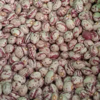 لوبیا چیتی