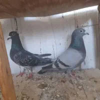 کبوتر