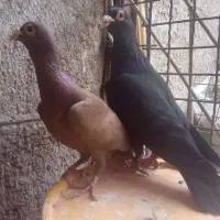 جفت کلاغ سیستان