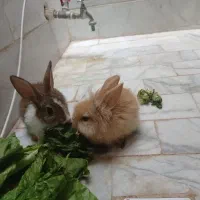 خرگوش