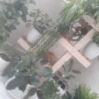 ۱۵ عدد گلدان سر حال و شاداب باهم