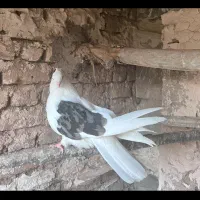کبوتر