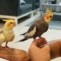 جفت مولد همراه تخم و یک ماده بالغ