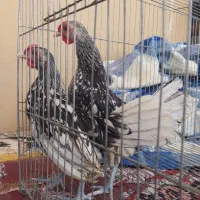 نوچه سبرایت