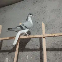 کبوتر باخت کرده