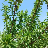 باغ-270-میلیون