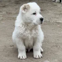 فروش سگ الابای وارداتی روسیه ماستیف A.