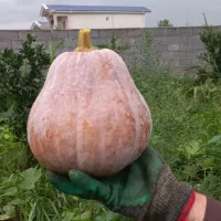 فروش کدو حلوایی