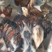 جوجه مرغ
