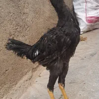 جوجه مرغ لاری اصل