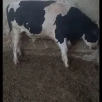 گوساله نر