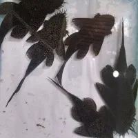ماهی  آکواریوم
