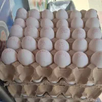 تخم مرغ زرده طلایی