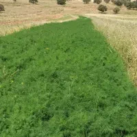 شوید سبز