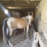 اسب