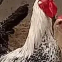 خروس براکل