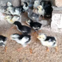 مرغ به همراه جوجه