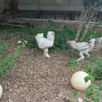 مرغ وخروس