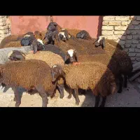 انواع گوسفندقربانی برای قربانی ماه محرم