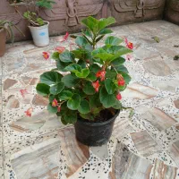 گل و گیاه، شفلرا، گل خوج یا بگونیافقط ۱۵۹