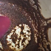 ذهن خانی با قهوه