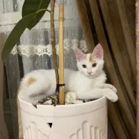 واگذاری گربه شیطون و بغلی