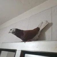 کفتر