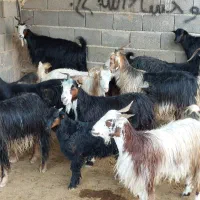 بز کهره دار شهرکردی(میش گیسه بره کولار)