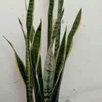 گل با گلدون سرامیکی