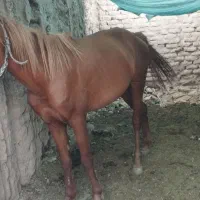 خرید فروش اسب  سواری نقدی