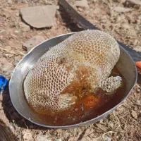 عسل وحشی به شرط آزمایشگاه