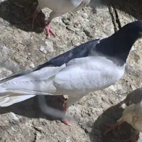 ساده چپ واکسی شقه با خال افشان چاپی