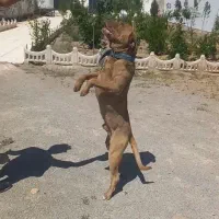 سگ پیت بول نر