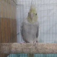 عروس هلندی ماده