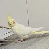 گم شده عروس هلندی نر