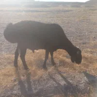 قوچ