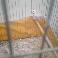 فنچ زبرا