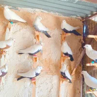دمبی زیرو قفل 11عدد